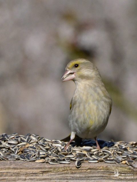 Grünfink, weiblich