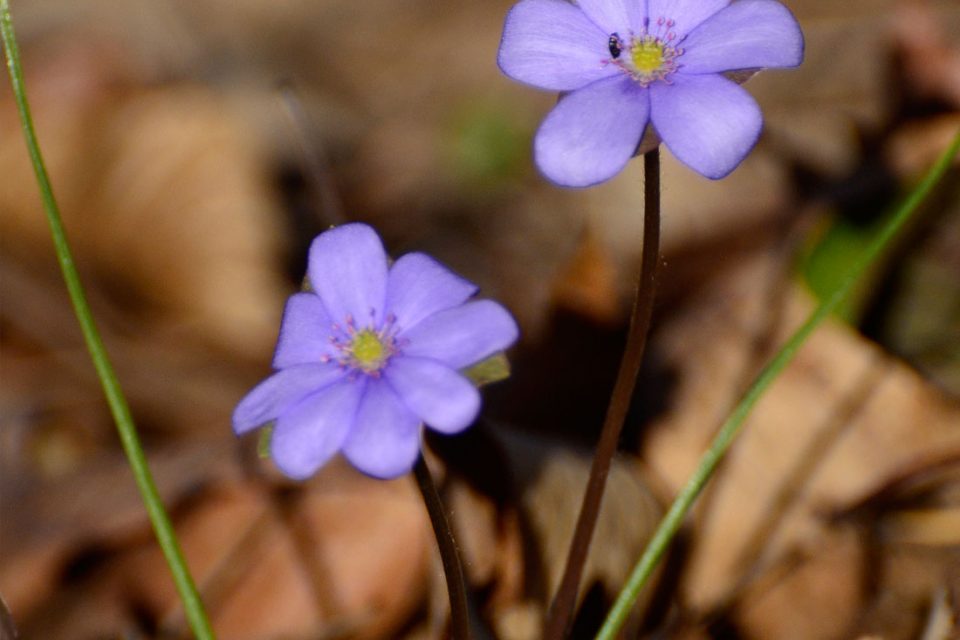 Anemone hepatica, Leberblümchen