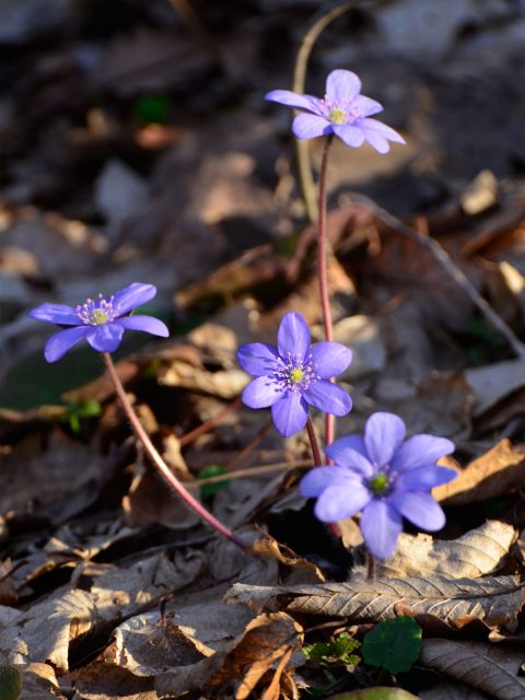 Lederblümchen