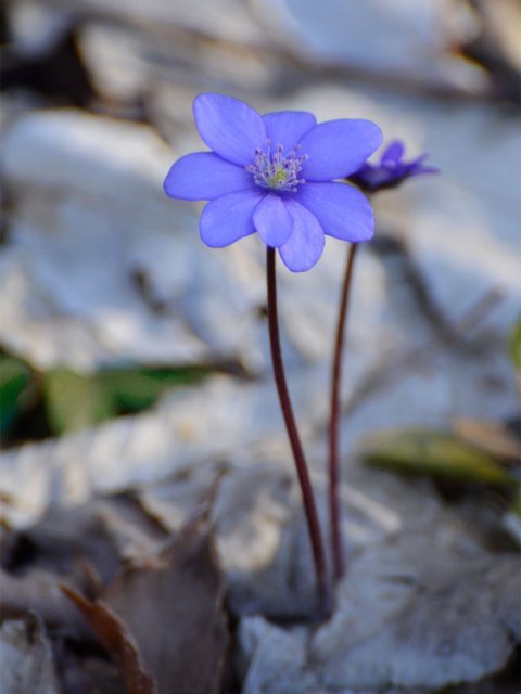 Lederblümchen