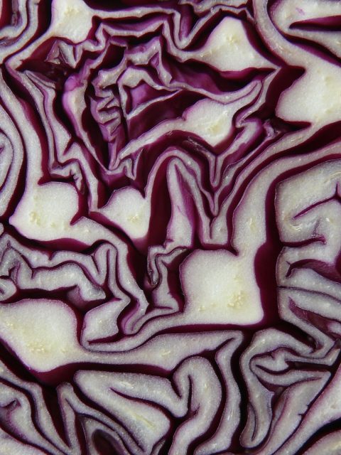 Rotkohl