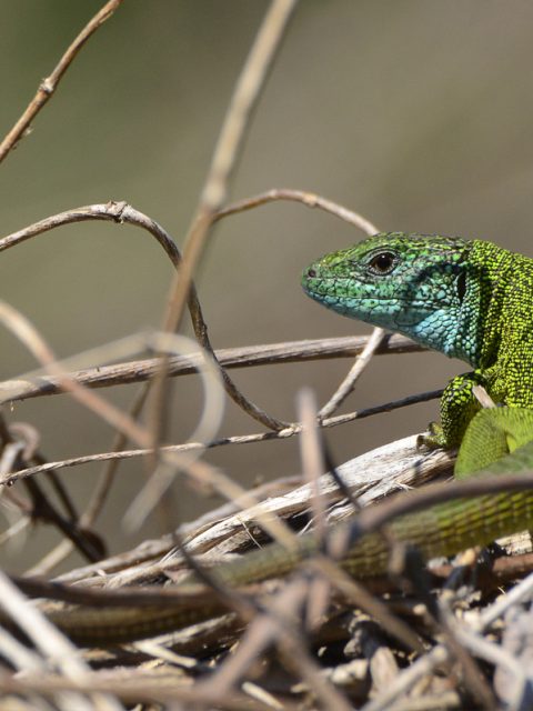 Smaragdeidechse ♂