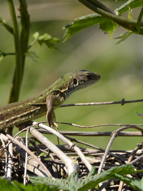 Smaragdeidechsen ♀ ♂